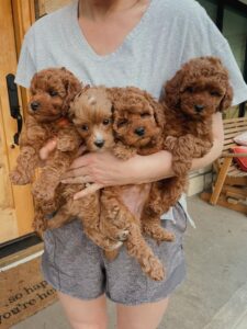 Teacup Poodles