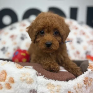 Lilly Red Female Toy