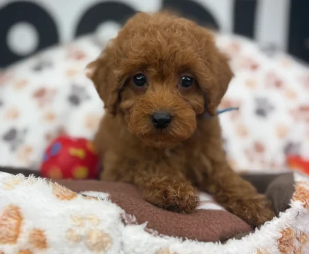 Teacup Toy Poodle