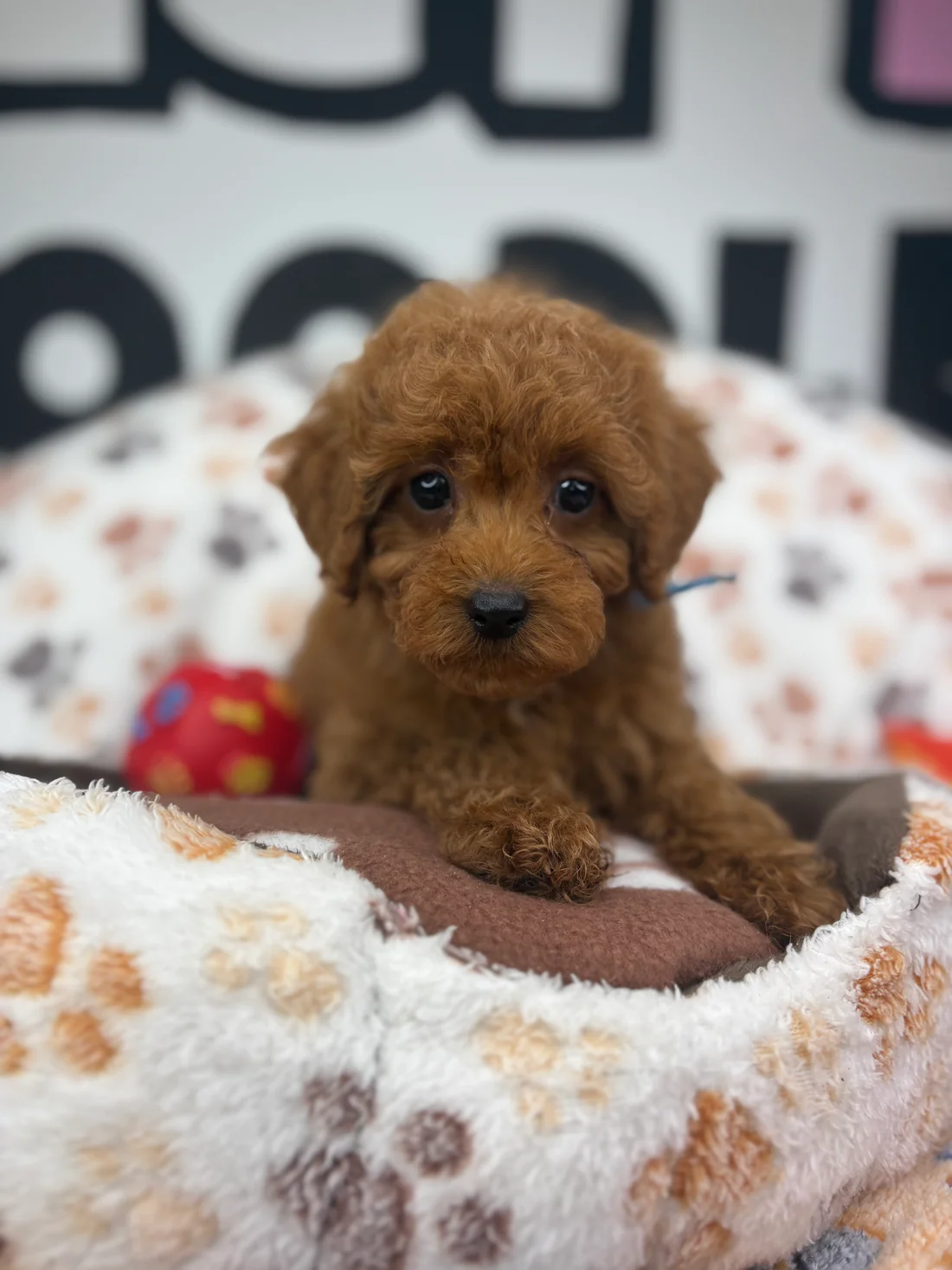 Lilly Red Female Toy