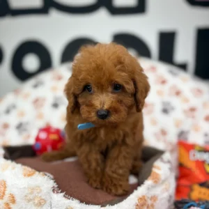 Max Apricot Male Toy Poodle