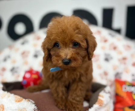 How Much Is a Toy Poodle