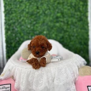 Scarlett, Male red Teacup Poodle
