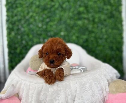 Are Poodles Hypoallergenic