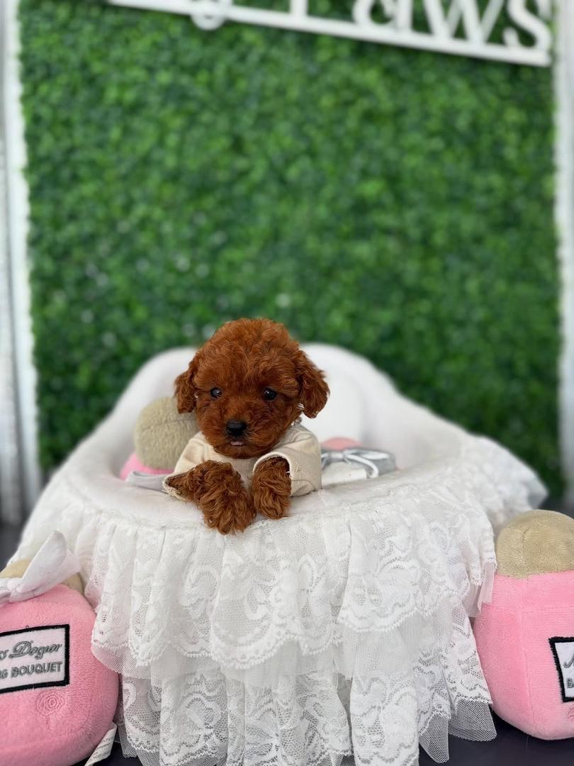 Scarlett, Male red Teacup Poodle