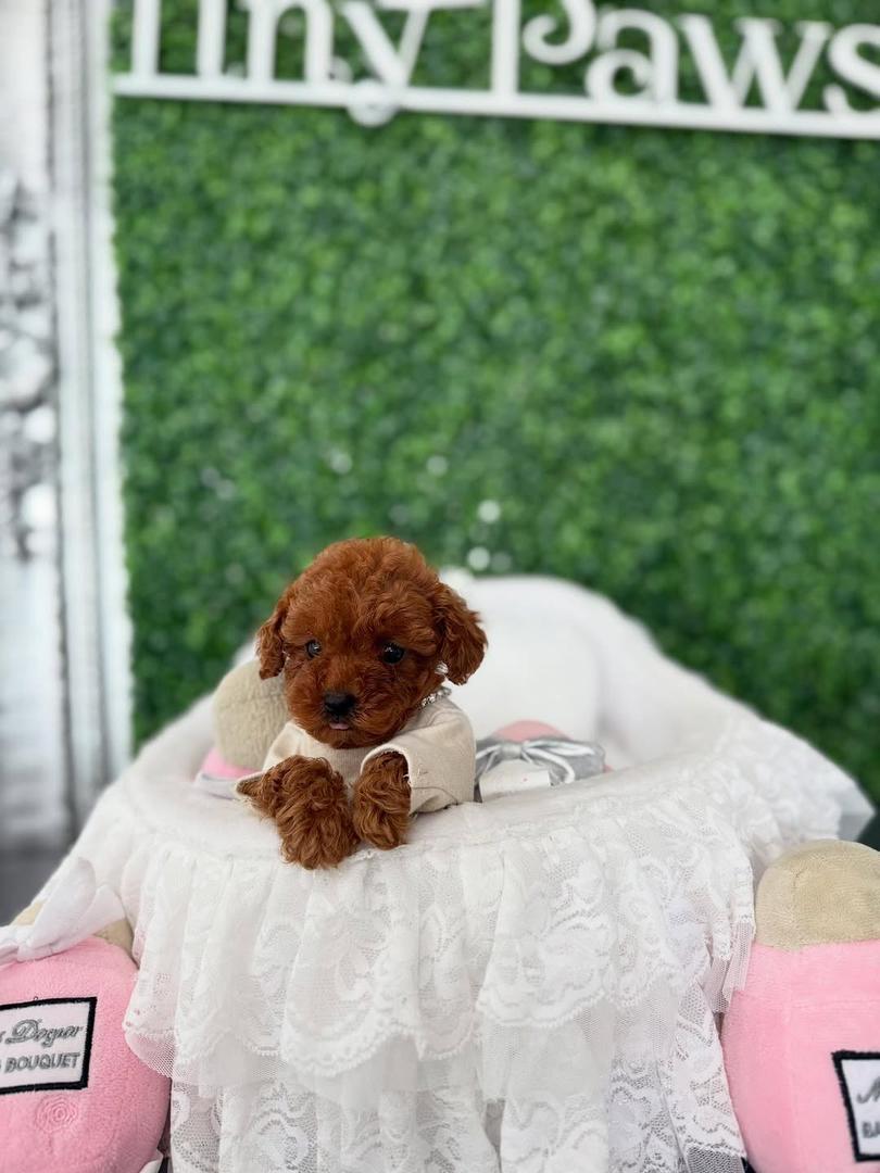 Scarlett, Male red Teacup Poodle - Image 3