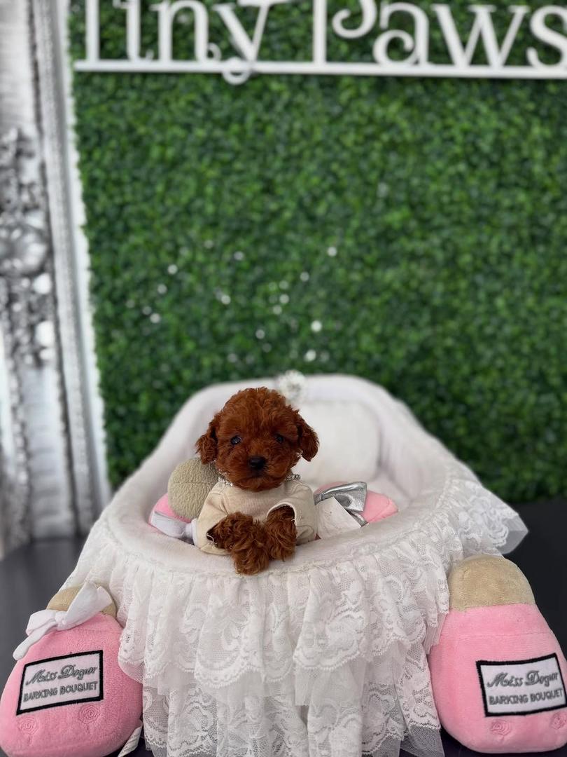 Scarlett, Male red Teacup Poodle - Image 2