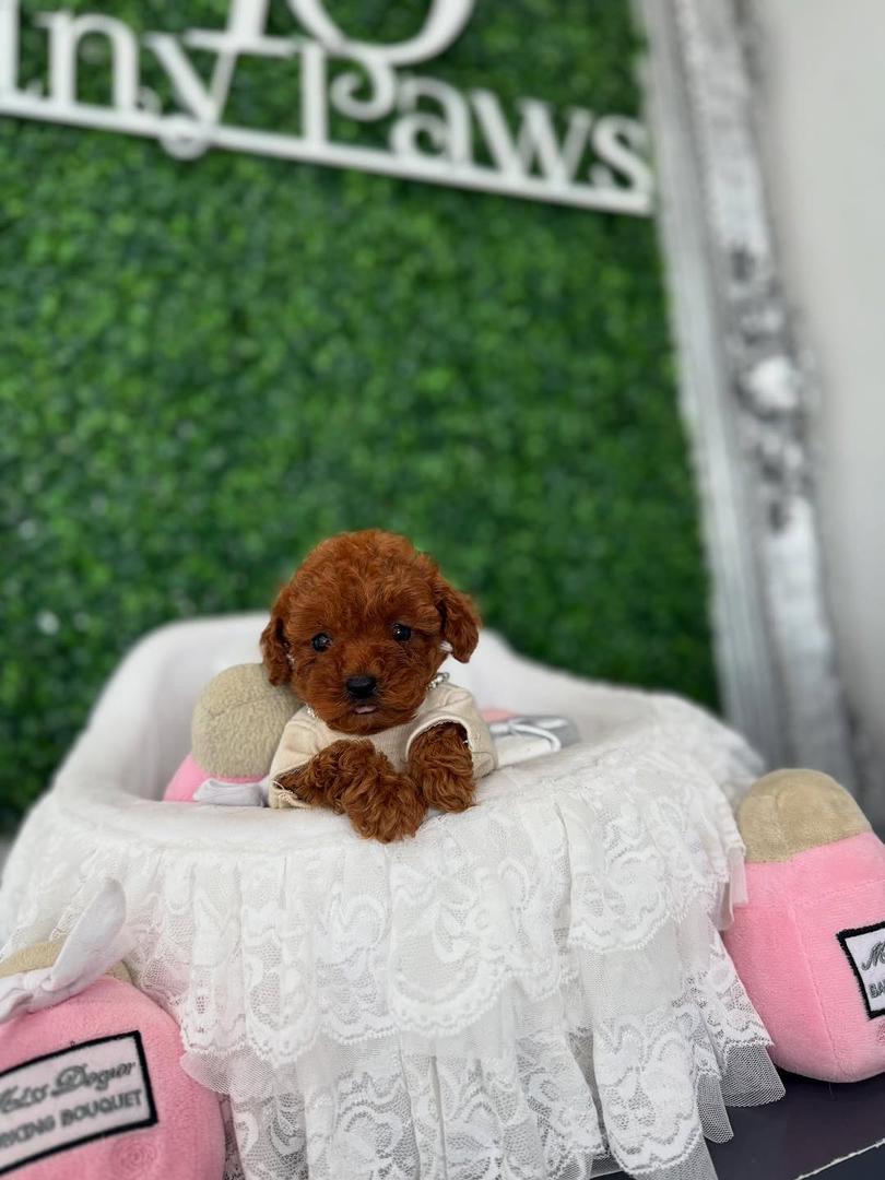 Scarlett, Male red Teacup Poodle - Image 4