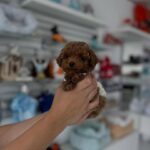 Toy Poodle Cost