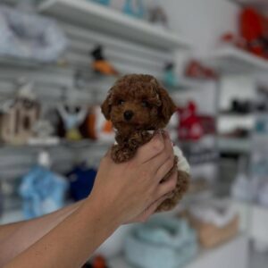 Berlin- Female Red Toy Poodle