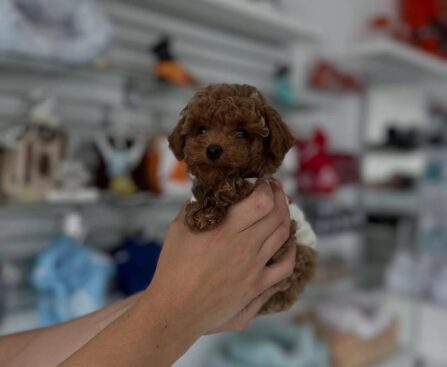 Toy Poodle Cost