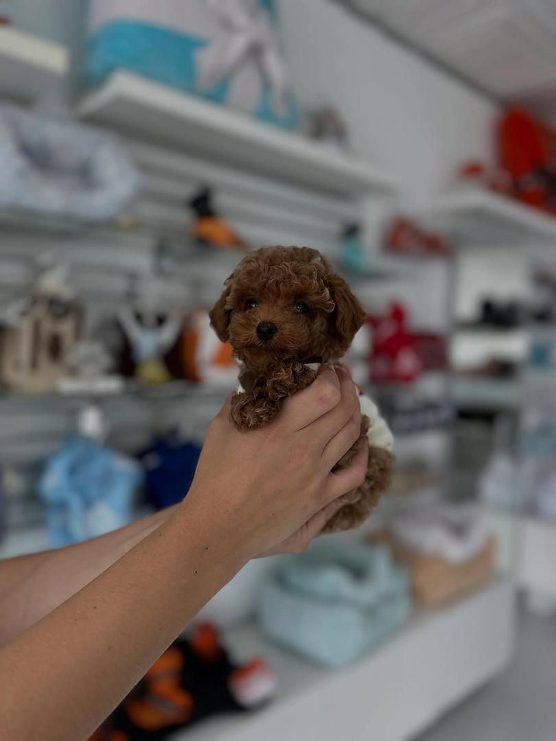 Berlin- Female Red Toy Poodle