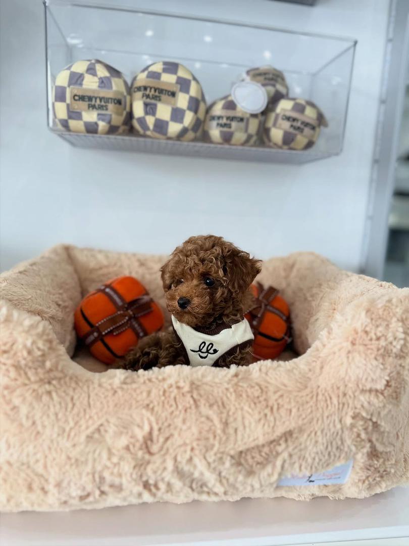 Berlin- Female Red Toy Poodle - Image 2