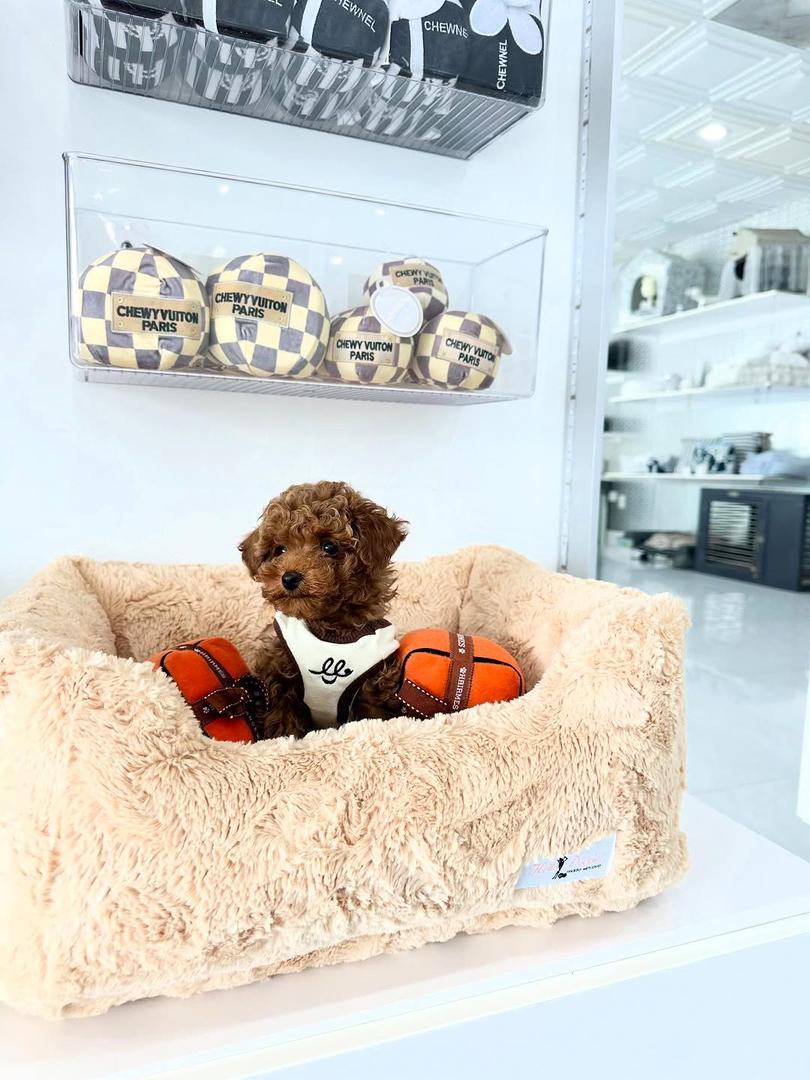 Berlin- Female Red Toy Poodle - Image 4