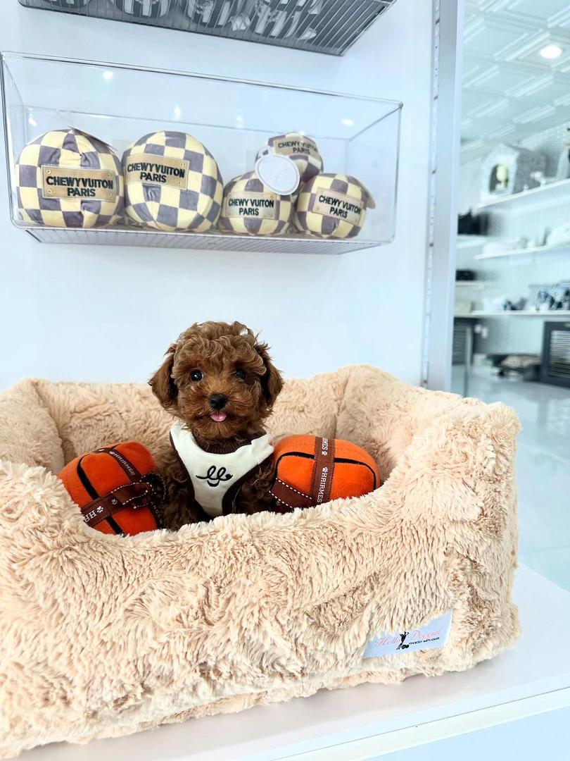 Berlin- Female Red Toy Poodle - Image 3