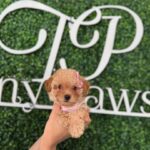 Teacup Poodles for Sale