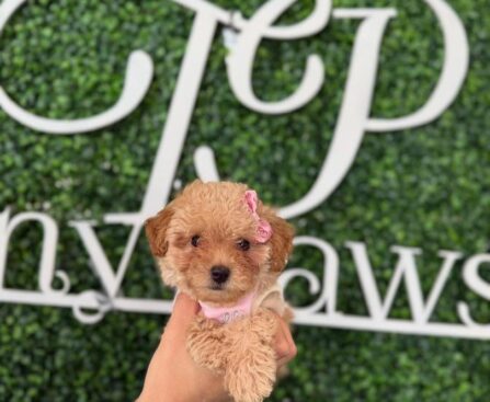 Teacup Poodles for Sale