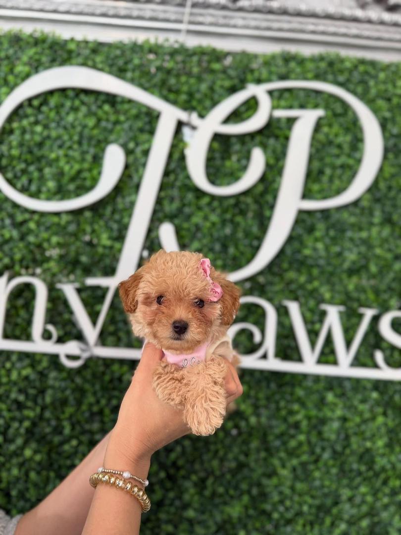 Cinnamon- Apricot Female Toy Poodle