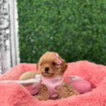 types of teacup dogs