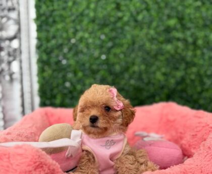 types of teacup dogs