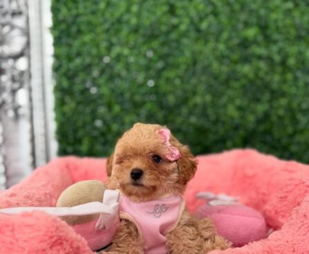 types of teacup dogs