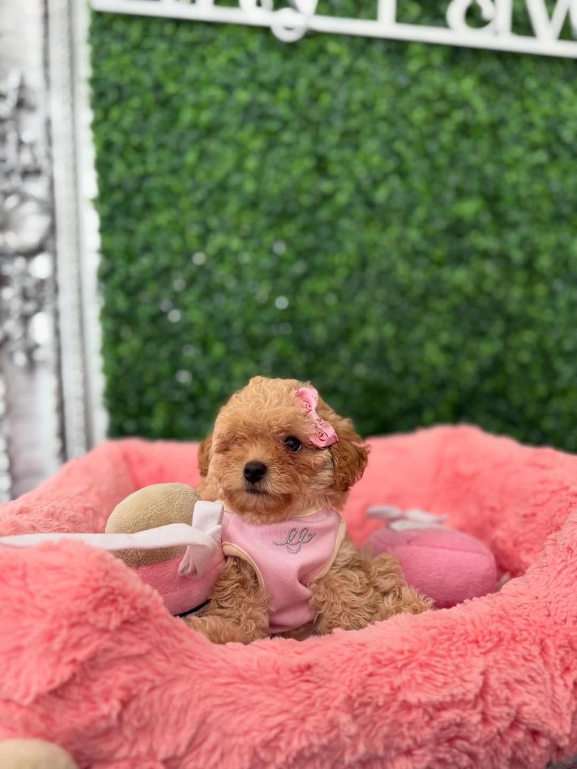 Cinnamon- Apricot Female Toy Poodle - Image 2