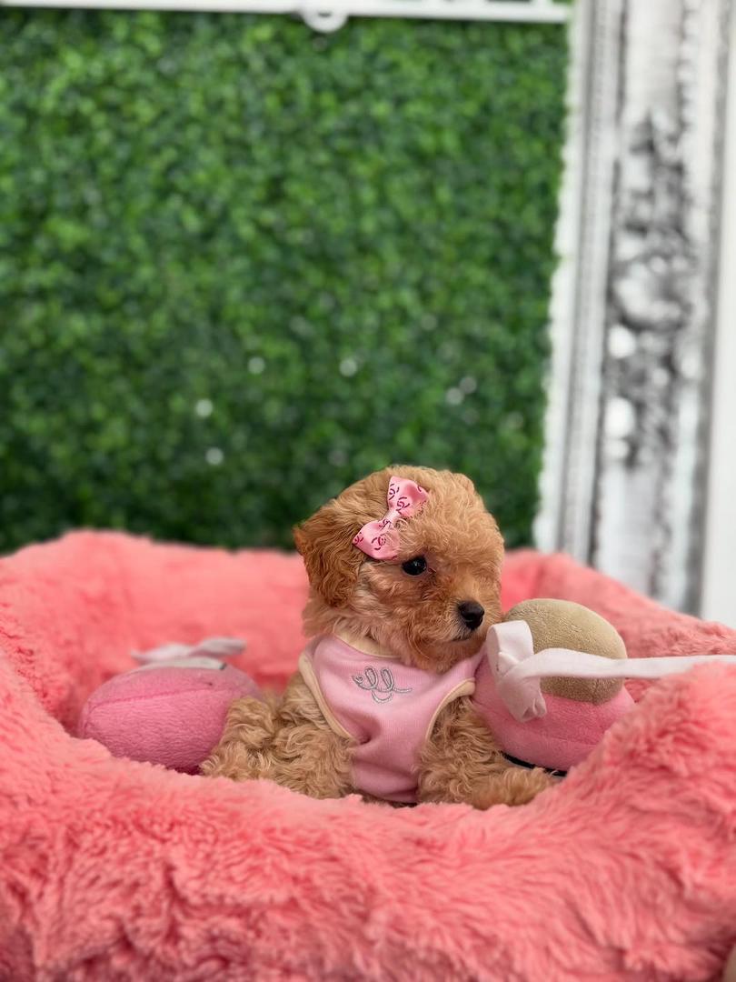 Cinnamon- Apricot Female Toy Poodle - Image 4