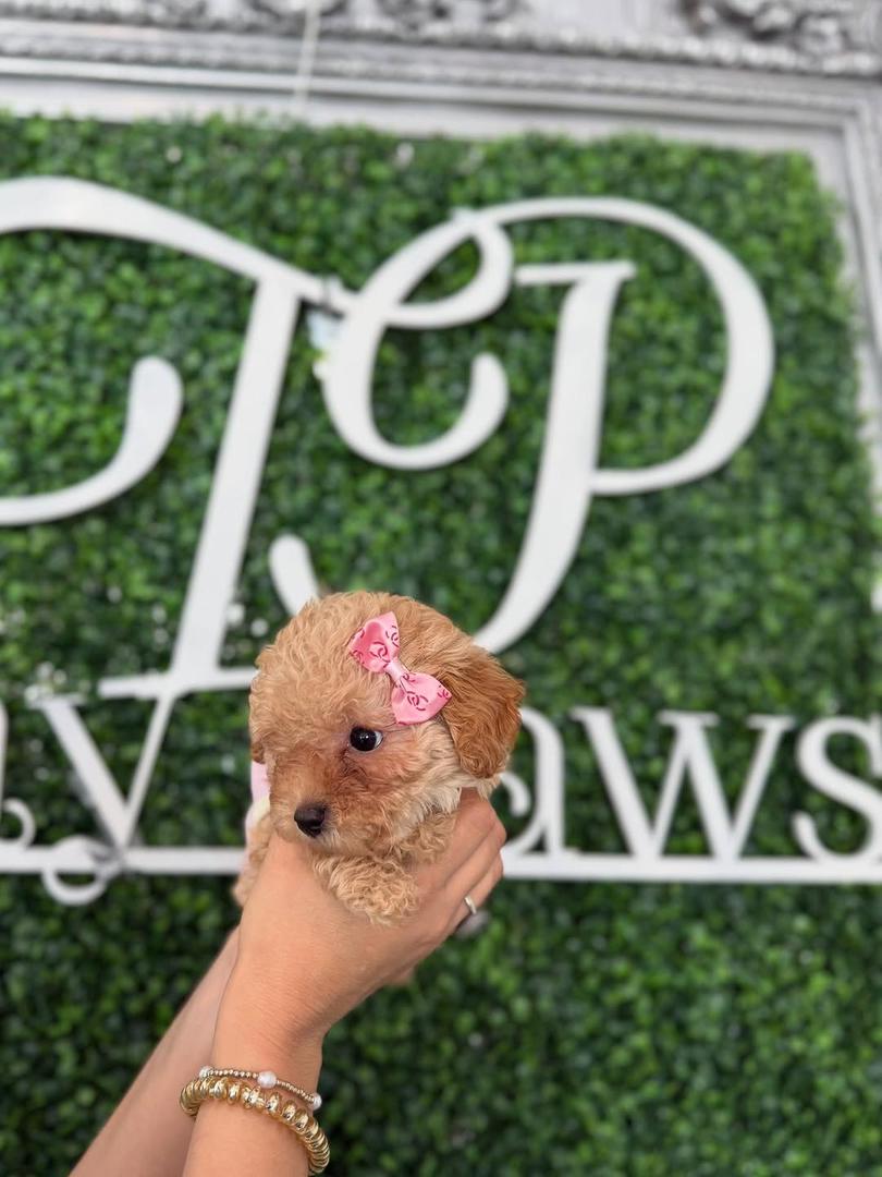Cinnamon- Apricot Female Toy Poodle - Image 5