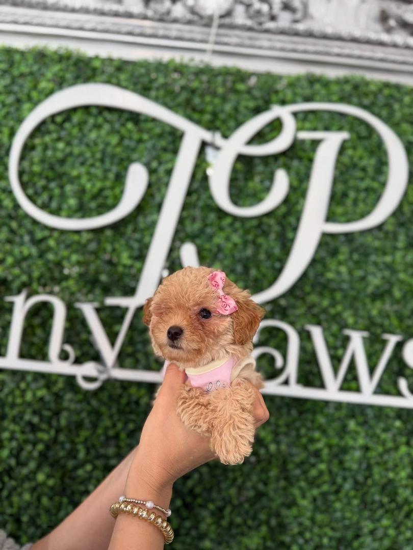 Cinnamon- Apricot Female Toy Poodle - Image 3