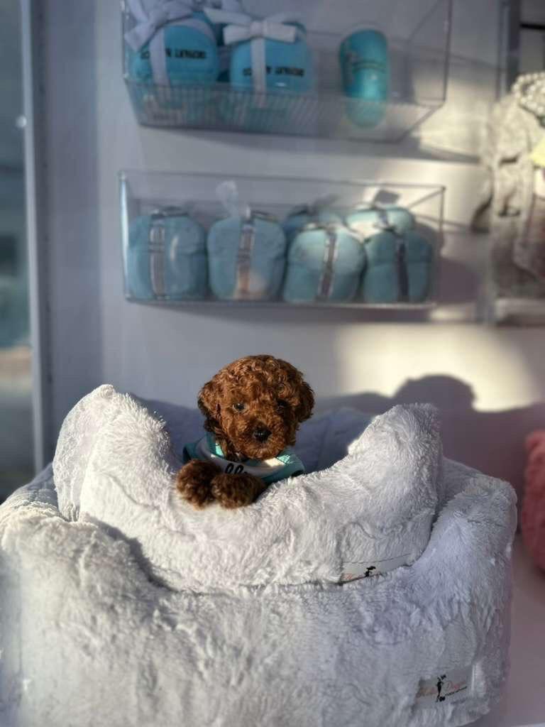 Tommy- Male Red Toy Poodle - Image 3