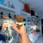 Poodle Hypoallergenic