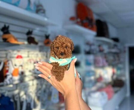 Poodle Hypoallergenic