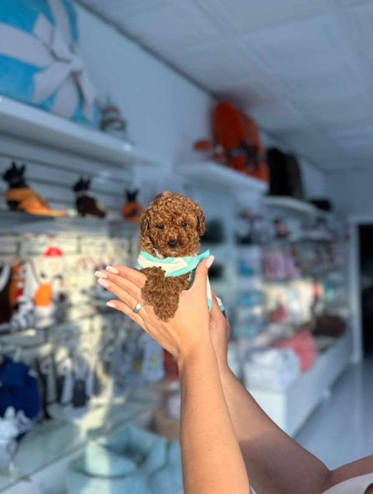 Tommy- Male Red Toy Poodle