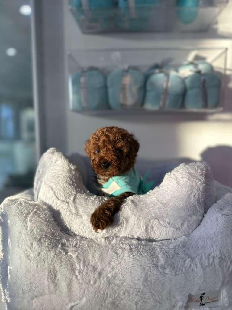 Tommy- Male Red Toy Poodle - Image 2