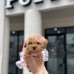 Poodle Hypoallergenic Dogs