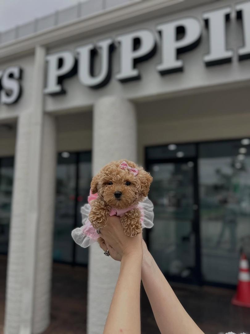 Nina- Female Toy Poodle - Image 3