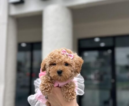 Poodle Hypoallergenic Dogs