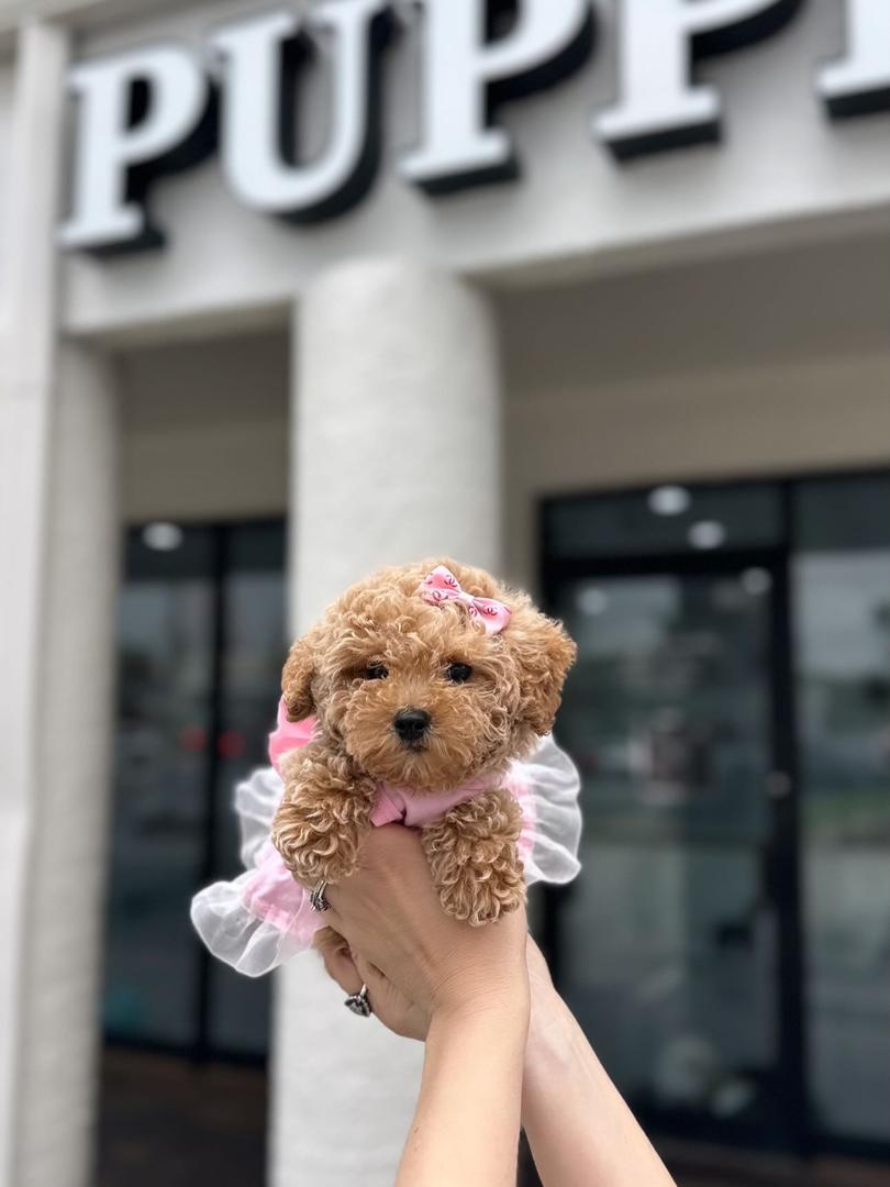 Nina- Female Toy Poodle