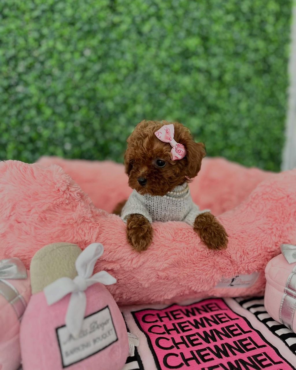 Tris- Male Red Toy Poodle - Image 4