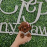 Toy Poodle Puppies