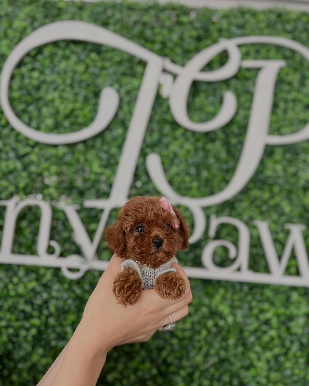 Tris- Male Red Toy Poodle - Image 3
