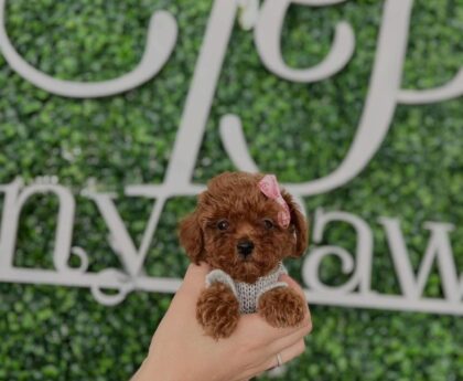 Toy Poodle Puppies