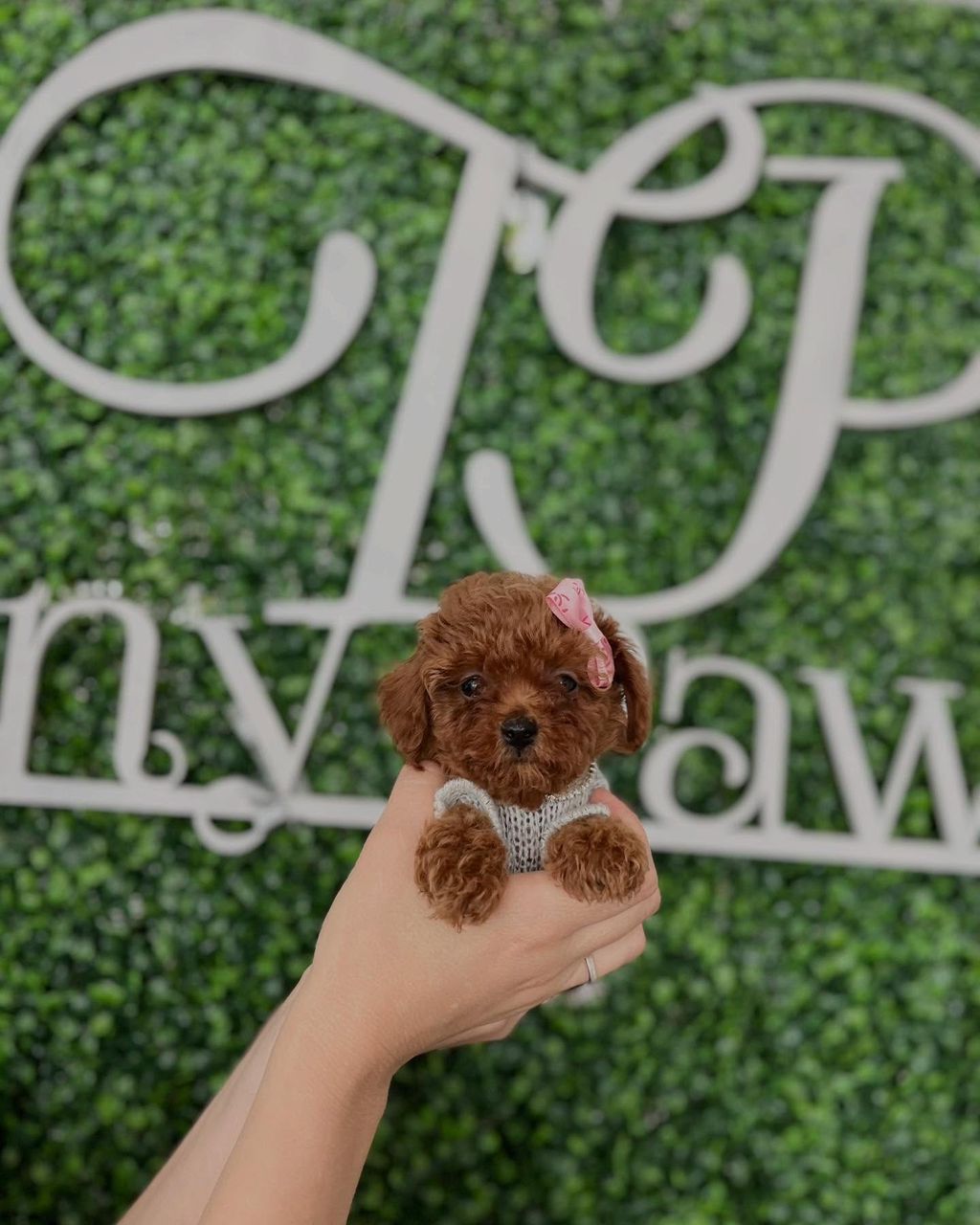 Tris- Male Red Toy Poodle