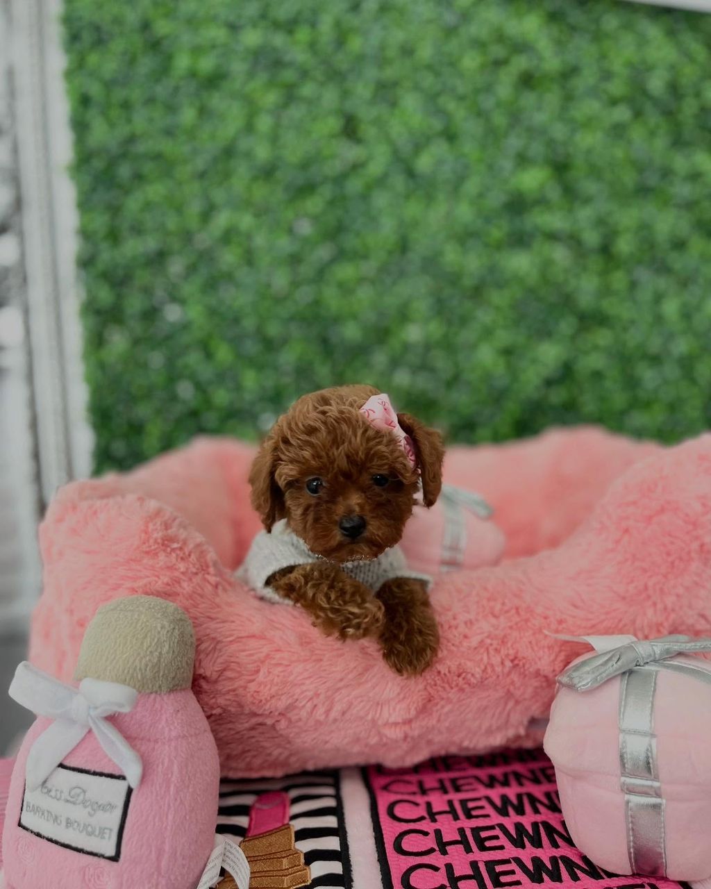 Tris- Male Red Toy Poodle - Image 2