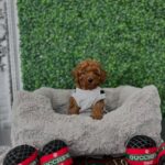 Poodle Toy