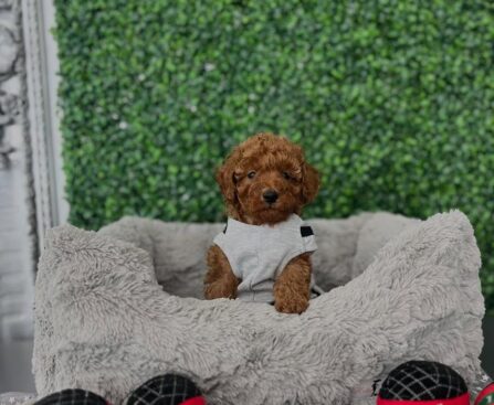Poodle Toy