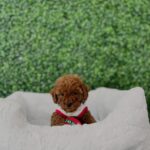 Black Toy Poodle