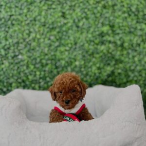 Rocky- Male Red Toy Poodle