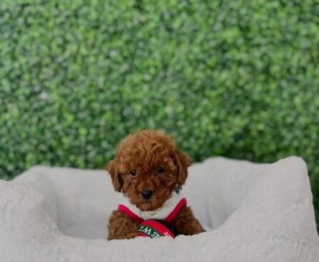 Black Toy Poodle