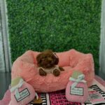 Mini and Toy Poodle